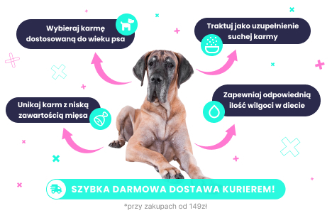 Karma dla psa mokra