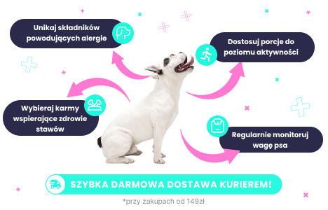 Karma dla buldoga francuskiego