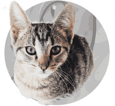 Nowy test zestawu Kamila