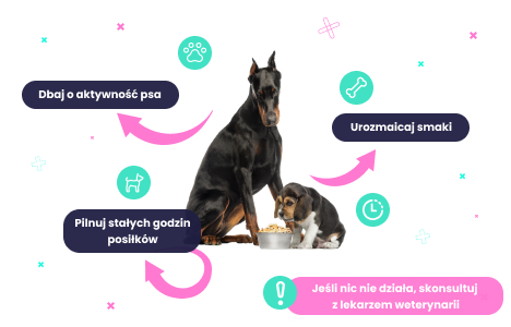 Karma dla psa niejadka